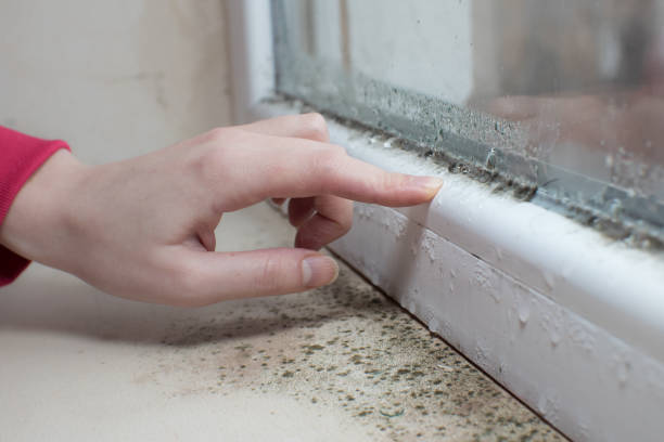 Best Mold Odor Removal Services  in North Branch, MI